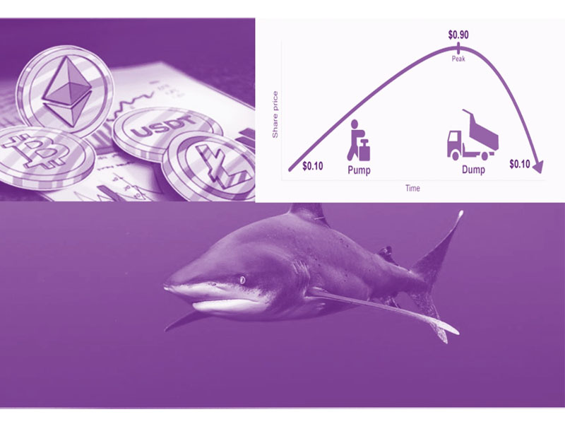 Đặc điểm của cá mập crypto