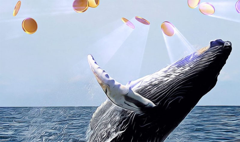 Theo dõi trên Whale Alert