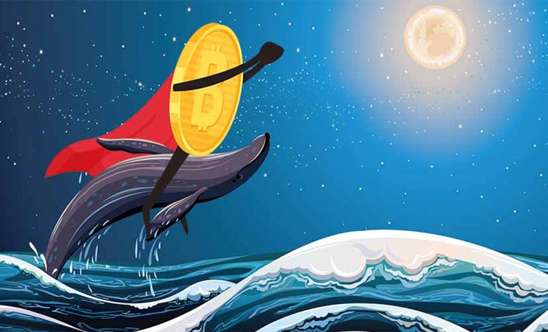Kiểm tra ví cá mập là gì?