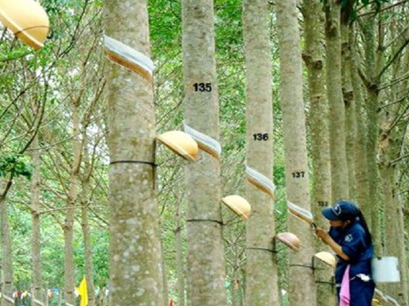 Tìm hiểu cổ phiếu GVR (Tập đoàn Cao Su Việt Nam)